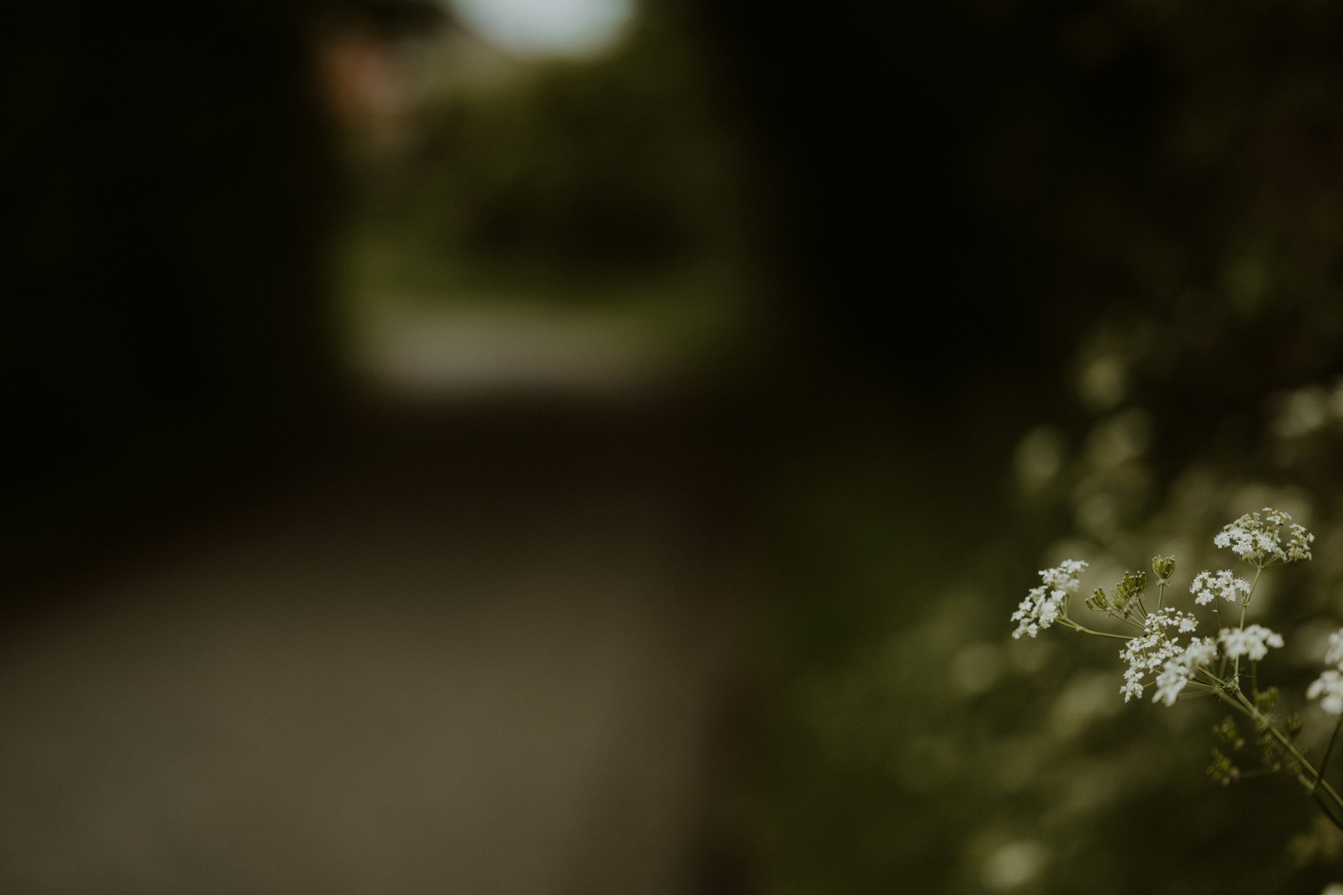 a close up of a flower near a road